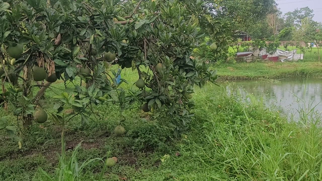 Grapefruit fruit and trees in my family's grapefruit garden_000_ Date 09.12