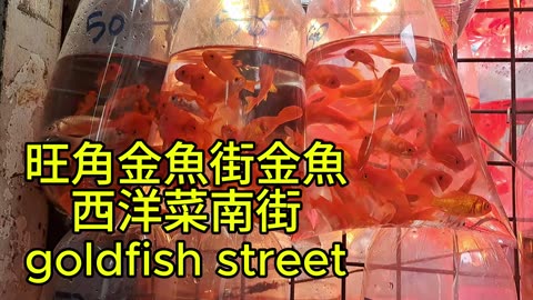 旺角 #金魚街 金魚 西洋菜南街 goldfish street