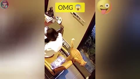 Funny dogs and cats videos 2025: funny animal videos