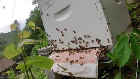 Friday Morning - Pollen Patty Evicted
