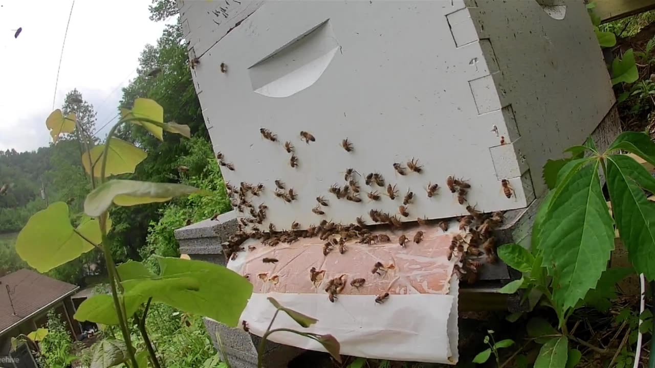 Friday Morning - Pollen Patty Evicted
