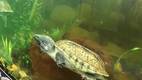 Mexican Giant Musk Turtle at San Juan de Aragon Zoo in Mexico City