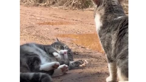 Cats Being Overly Dramatic In The Great Outdoors #shorts #tiktok #comedy