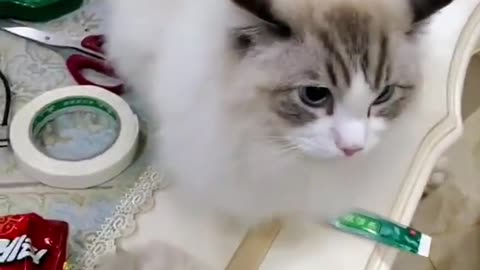 Awww cute cats!