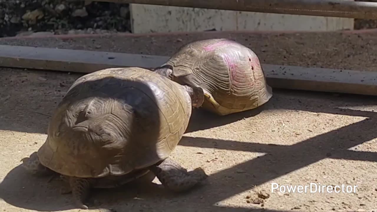 Turtles doing turtle things part 1. IDENTIFICATIIN