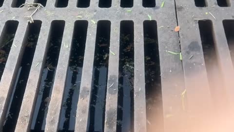 River Otter Peers Out From Inside Sewer Drain