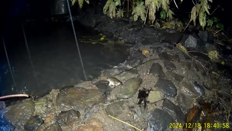 241218C___Madeira_NS-404,_happy_frog.(1080p)