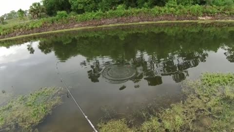 chi la fa l aspetti with live bait tarpon and snook fishing in Florida_part3