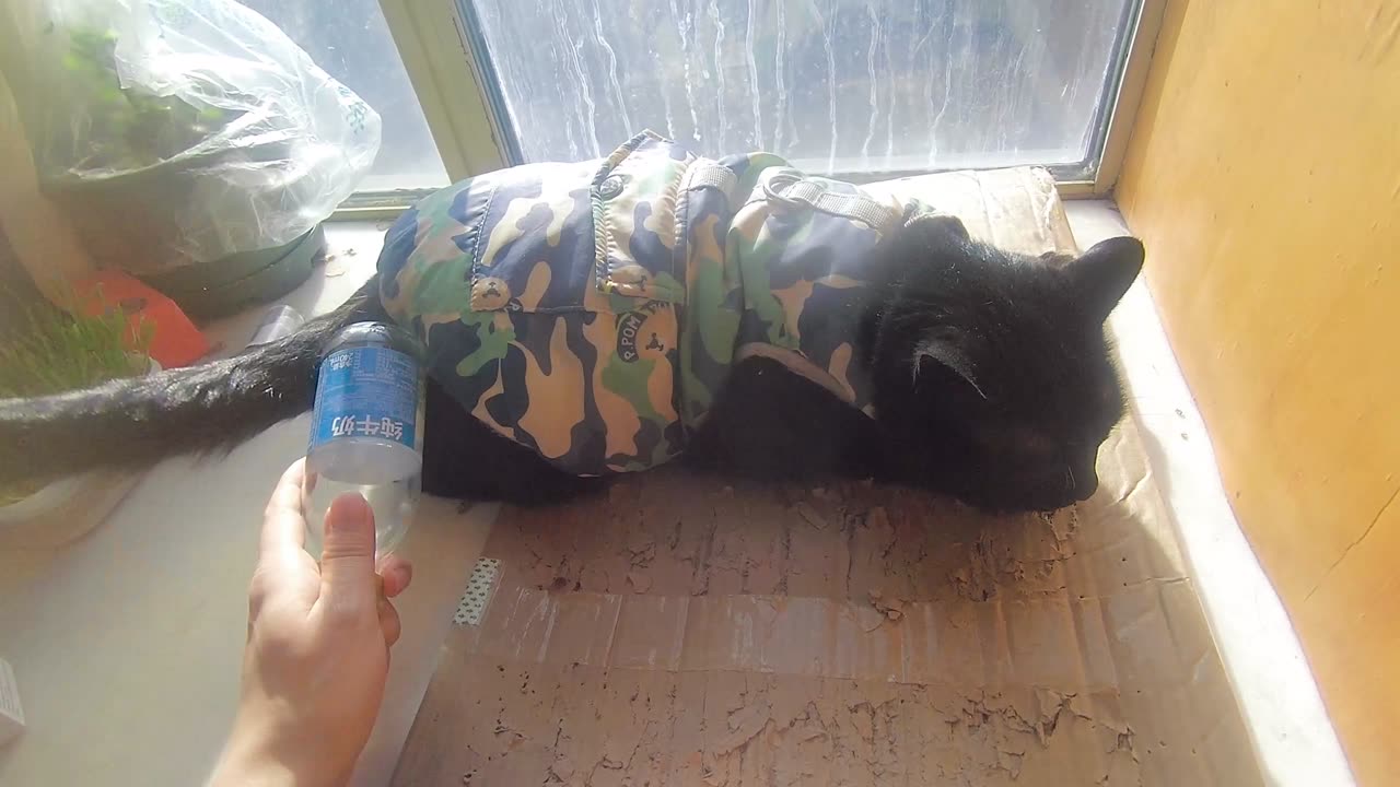 My pet cat vlog, his name is Heihei, 01/15, 2025, Tickle his nose, #catvideo #asmr