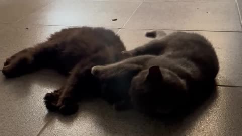 Cute Cats, Loyal Friends Every Day