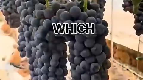 Fruits to avoid to have stable blood sugar