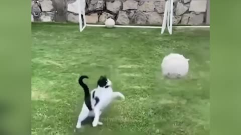 Funny Animal Videos 2025 - Funny Dogs and Cats - Funny Animal Videos 2