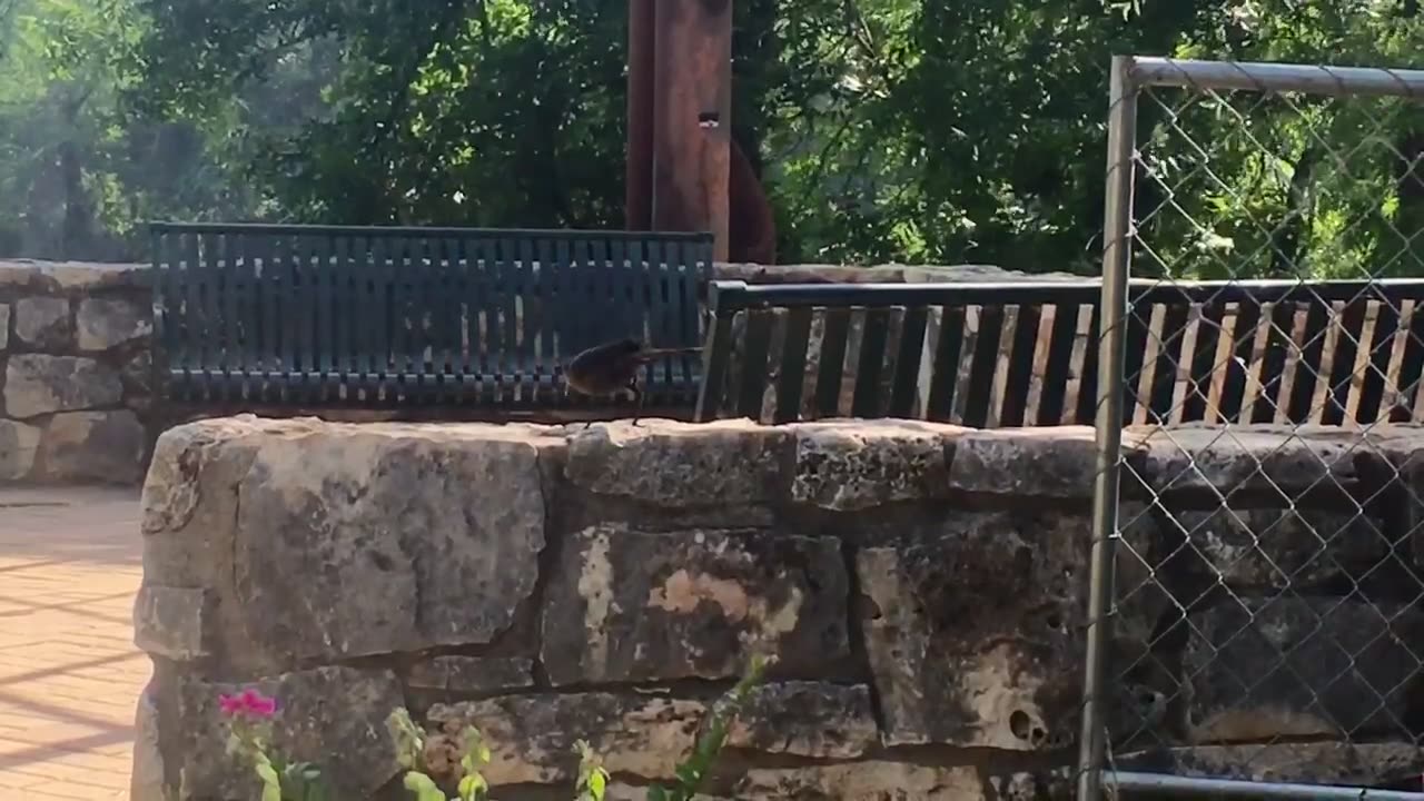 So funny, Three birds fighting for a piece bread.