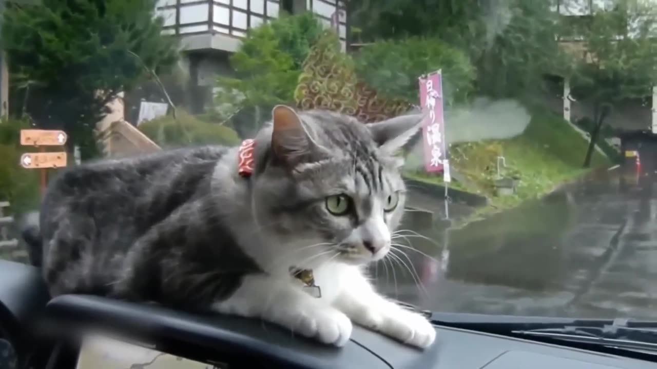 Funny Cat Moments __ Try Not To Laugh