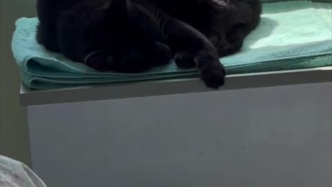Cute Precious Piper is Zonked Out in Her Spa - Adopting a Cat from a Shelter Vlog #shorts