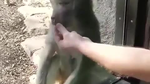 Black Magic with Monkey