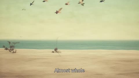 Almost Whole V2