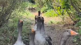 🤣🦢 You Won't Believe How Playful These Geese Are! | FunFM