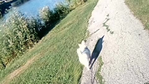 dog