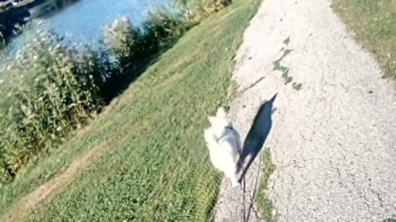 dog