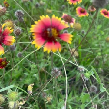 O.rganically Grown W.ild flowers harvesting their flower seed heads and how to do it