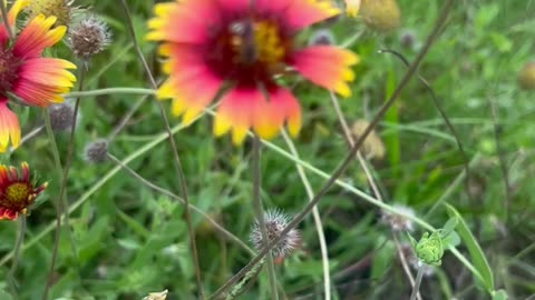 O.rganically Grown W.ild flowers harvesting their flower seed heads and how to do it