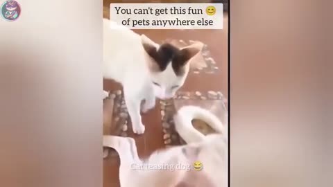 Funny Cats And Dogs 😂 Funny Animals Video