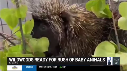 Wildwoods braces for baby animals