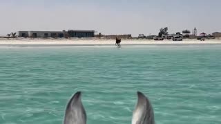 The horse on the beach running into the sea to meet its friend