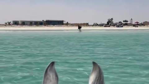 The horse on the beach running into the sea to meet its friend