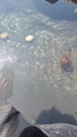 projects with kevin part 3 THE POND