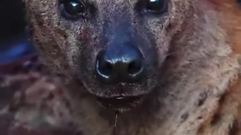 Hyena Hunting 😲 🔥 - Wildlife Animals Shorts #wildlife #animals #shorts