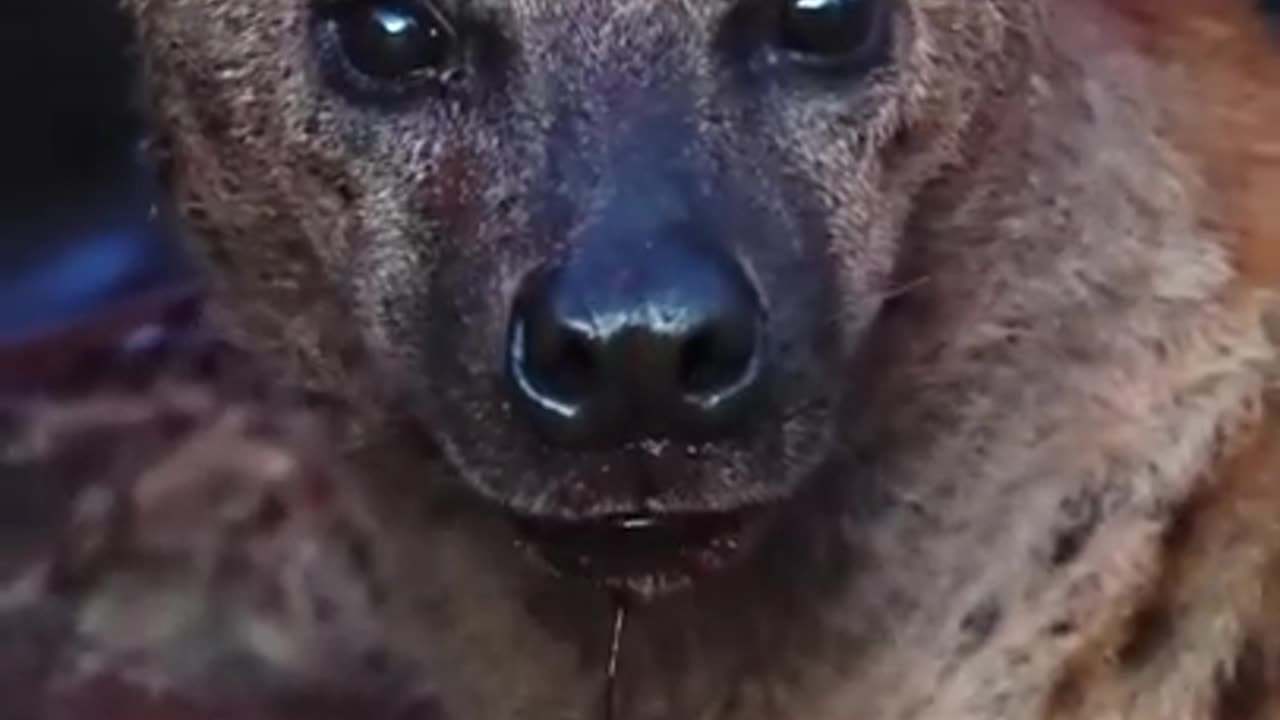 Hyena Hunting 😲 🔥 - Wildlife Animals Shorts #wildlife #animals #shorts