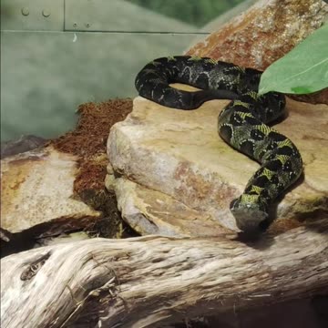 Ethiopian Mountain Adder at The San Diego Zoo