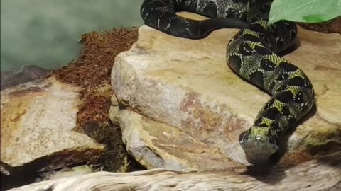Ethiopian Mountain Adder at The San Diego Zoo
