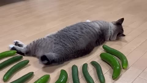 Cucumber prank in the cat