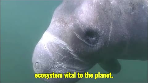 “The Gentle Giant of the Waters: The Amazon Manatee”