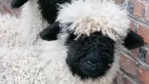 sheep core