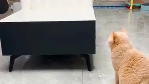Кошачий настольный теннис
