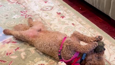 🐶😂 Fritz is a Professional Derp, and His Job is to Make You Laugh! | FunFM