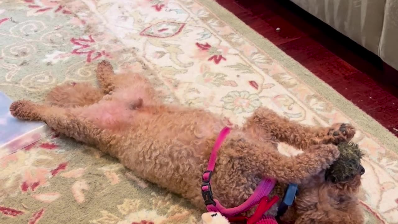 🐶😂 Fritz is a Professional Derp, and His Job is to Make You Laugh! | FunFM