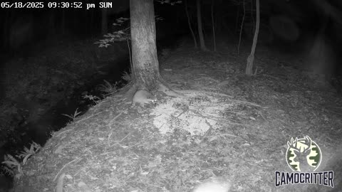 CamoCritter Critter Cam Live Stream