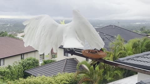 Lorikeet Scares Off Kookaburra and Cockatoo