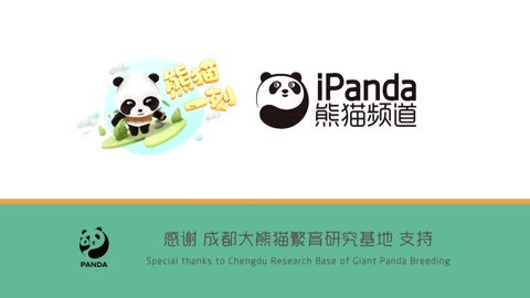iPanda 🐼🐼🐼🐼🐼