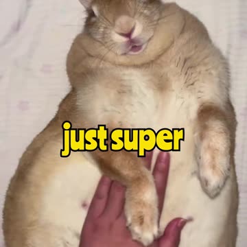 Bunny Cuddles 🐰💖 Licking Hands for Extra Love 😍✋