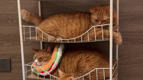 My roommate's temper is sometimes good and sometimes bad. # The Fun of a Cat Owner #Cat #OrangeCat#