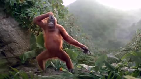 Its Monkey'S Dance