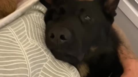 Black puppy