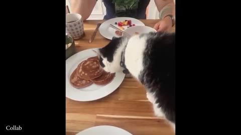 You Will Die Laughing At These FUNNY Animal 🤣 Funniest Animals Video 2025