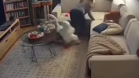 Funny video 😂😂😂😂